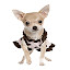 Chihuahua Dogs Wallpaper HD New Tab