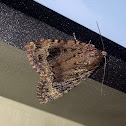 Copper Underwing Moth