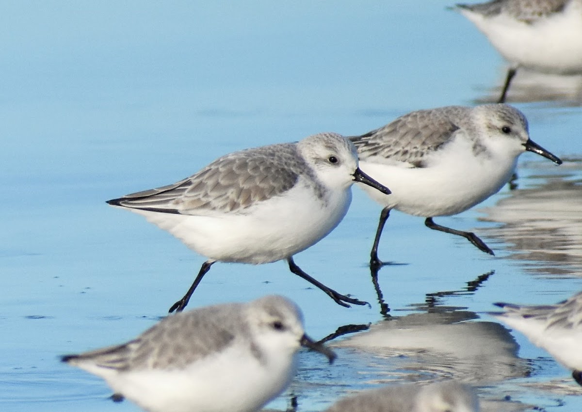 Sanderling