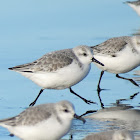 Sanderling