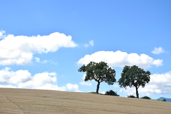 alberi fratelli di s_ornella