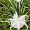 Spider Lily