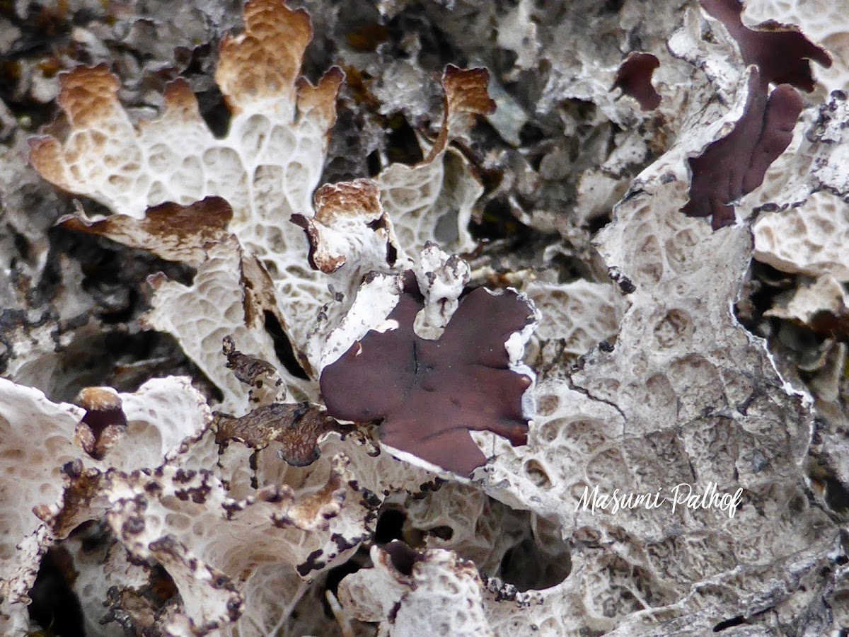 Ragged Lichen