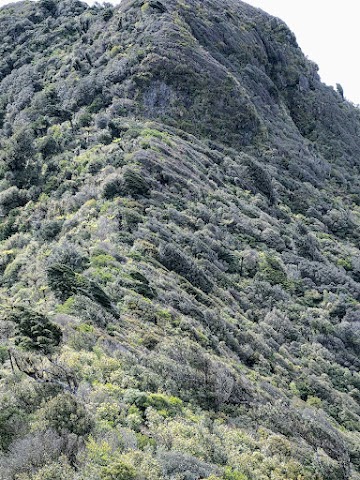 Karioi trees sculptured by wind