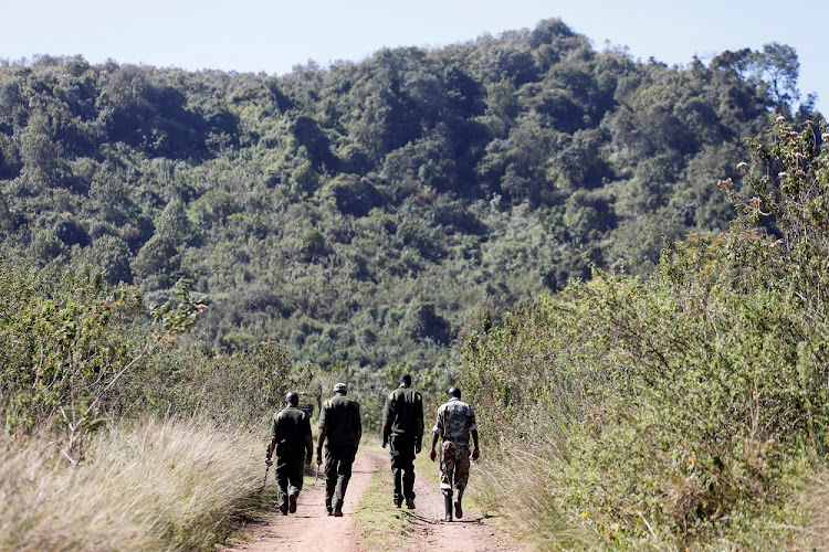 Kenya Forest Service rangers walk in the Eburru forest reserve, Kenya, January 28, 2021.