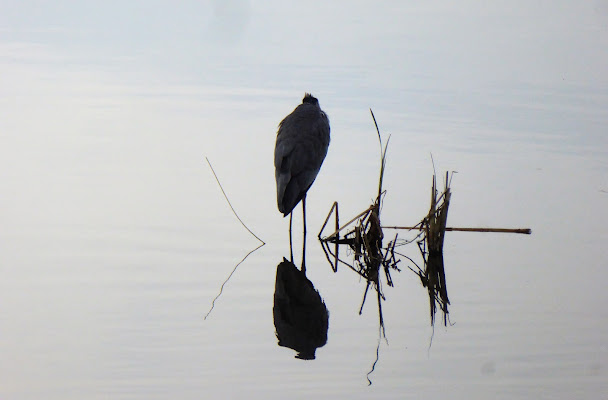 Il solitario. di Piera