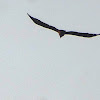 Black Kite