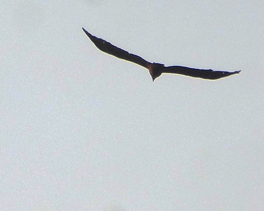 Black Kite