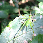 Bush Katydid