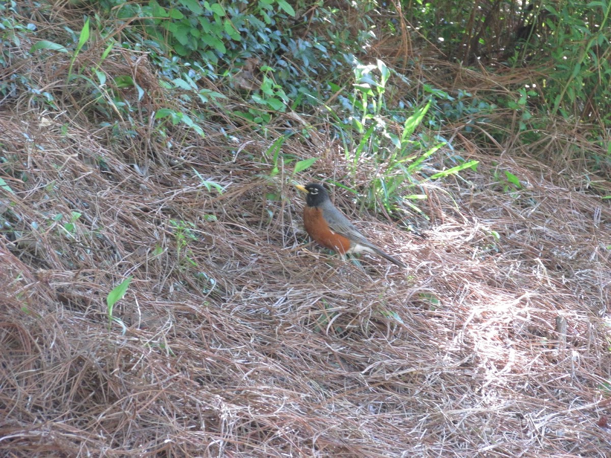 American robin, morning dove, blue jay, house finch and a cardinal