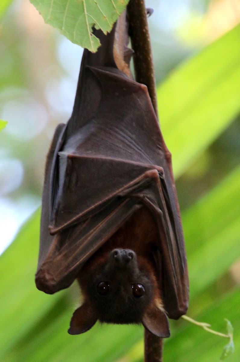 Little Red Flying-fox