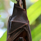 Little Red Flying-fox