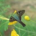 Long-tailed skipper