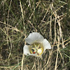 Mariposa Lily