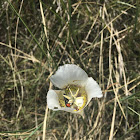 Mariposa Lily