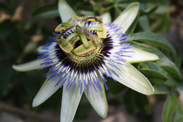 Passion Flower di Arijel