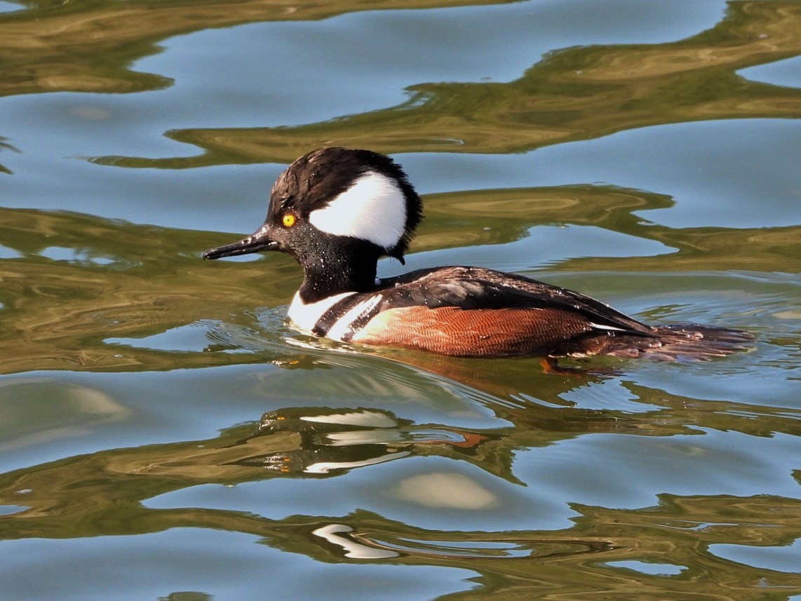 Hooded merganser (male)