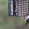 White-Breasted Nuthatch