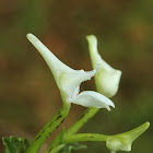 The Horn-Like Flower Disperis