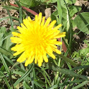 Dandelion