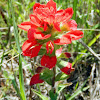 Indian Paintbrush