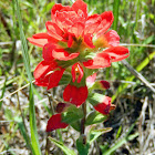 Indian Paintbrush