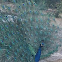 Pavo real