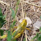 Differential Grasshopper