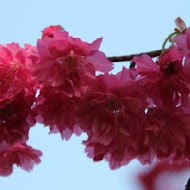 千樺花園餐廳