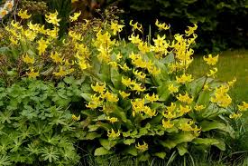 trout lily