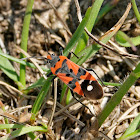 Black-and-Red Bug