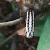 Pupa of Tawny Coster