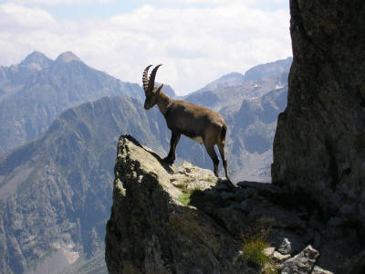 Giovane stambecco di AleGe78