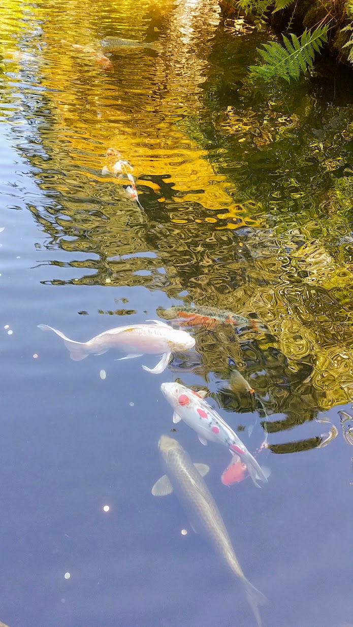 Visiting the Portland Japanese Garden - Strolling Pond Gardens. Area with the Koi.