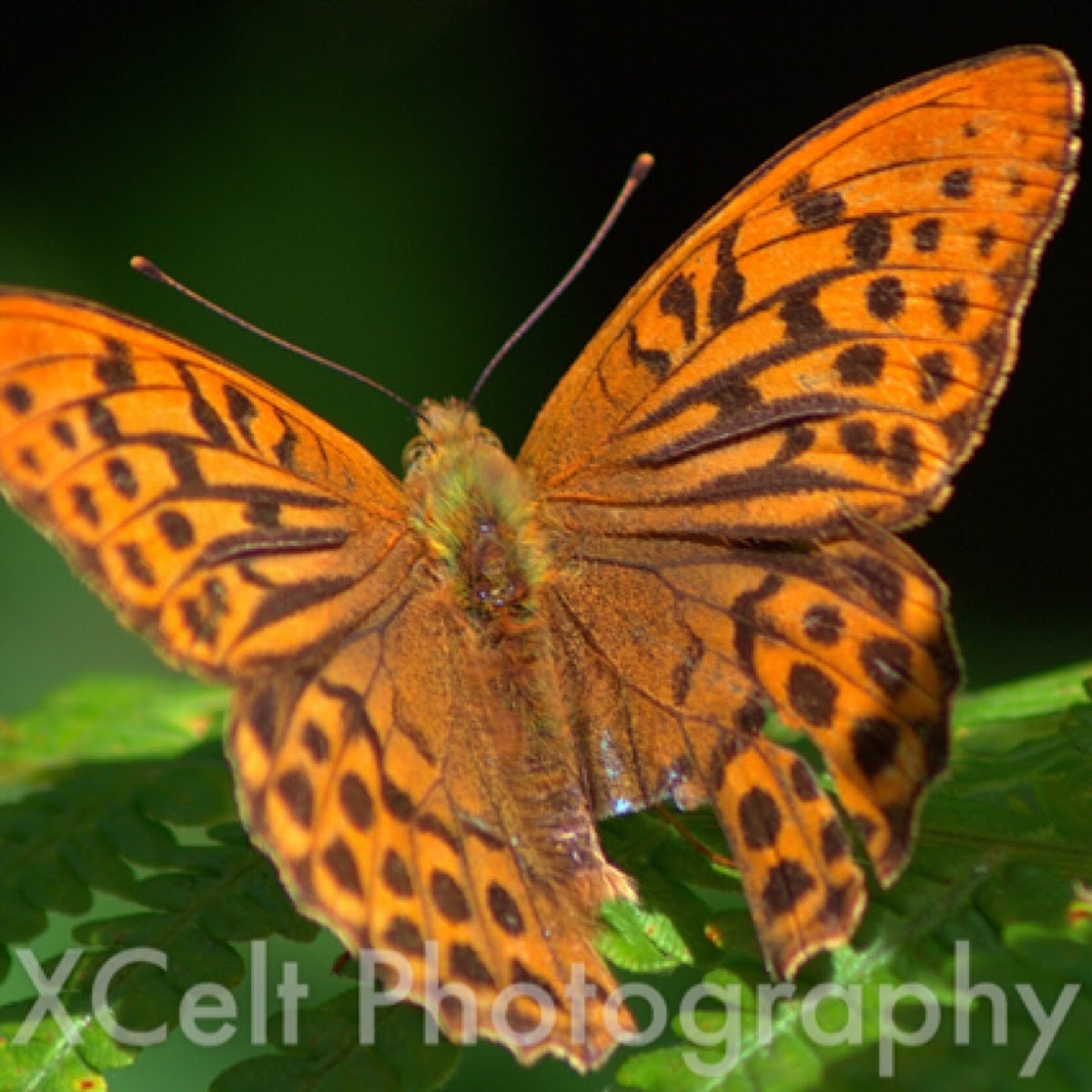 Silver-washed Fritillary