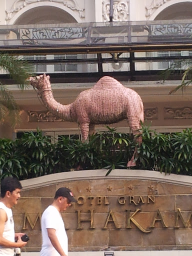 Camel Gran Mahakam