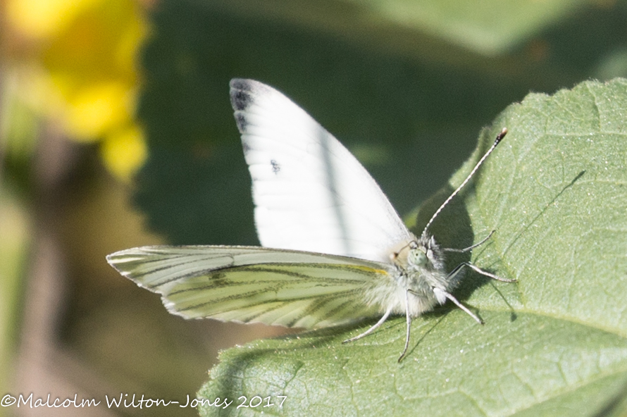 Green-veined White