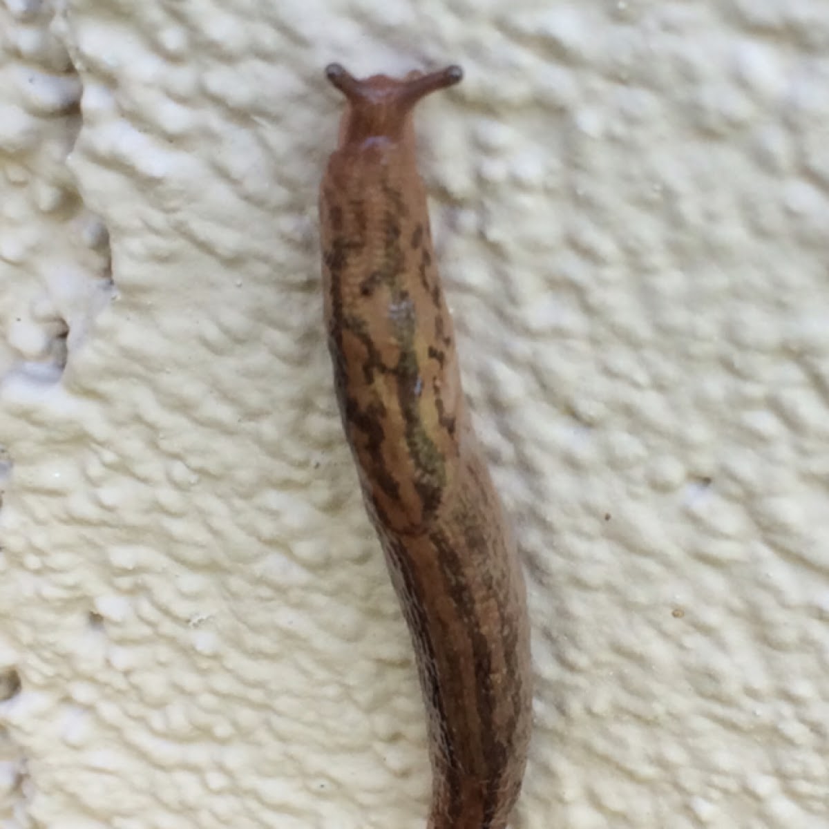 Leopard Slug