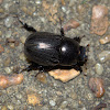 Beetle