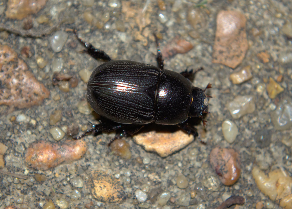 Beetle