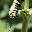 Monarch Larva