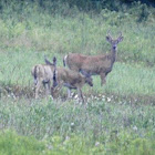 Odocoileus virginianus