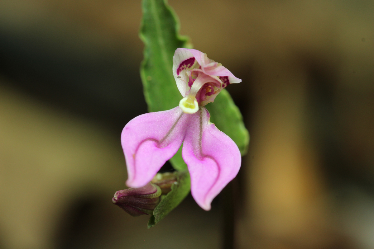 The Double Pouch Orchid