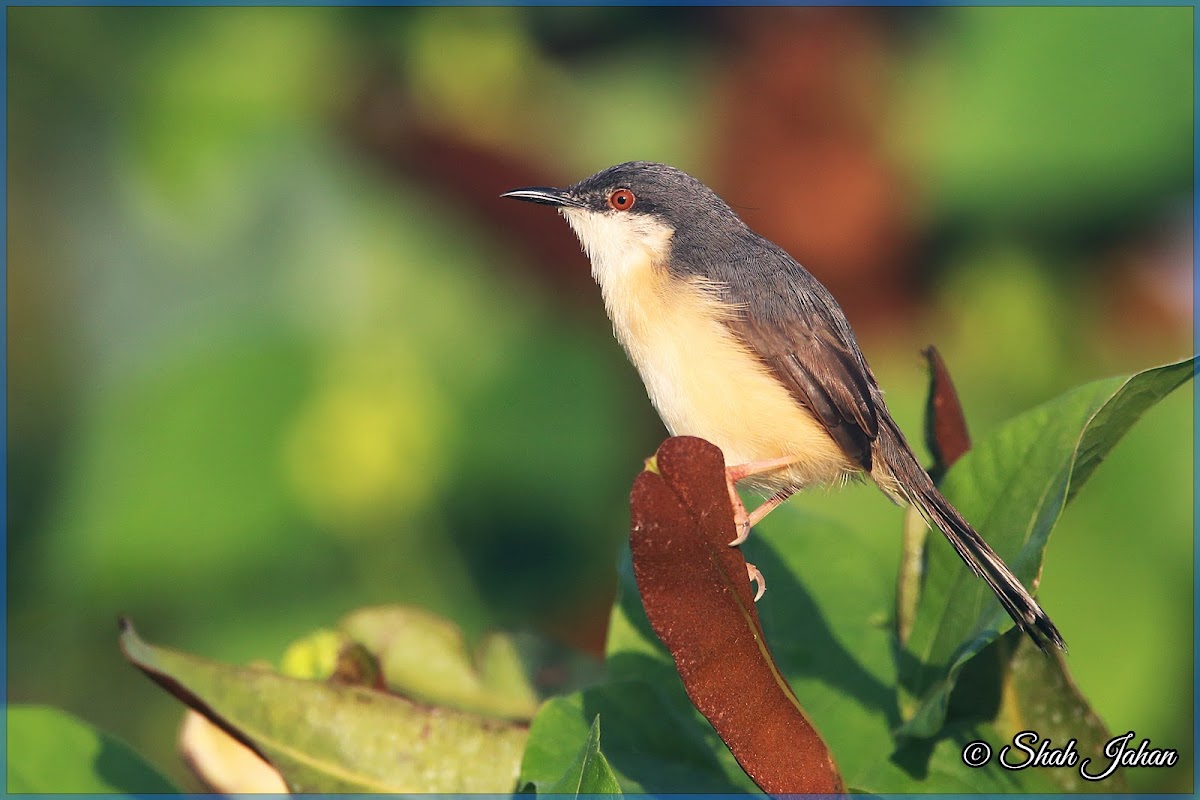 Ashy Prinia