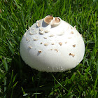 False Parasol Mushroom