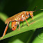 Wasp-Mimic Katydid - Female