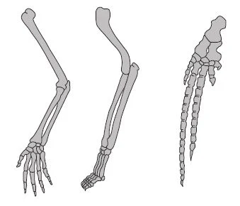 Morphological and Anatomical Evidences