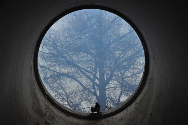 LA FINESTRA E L'ALBERO di cocò