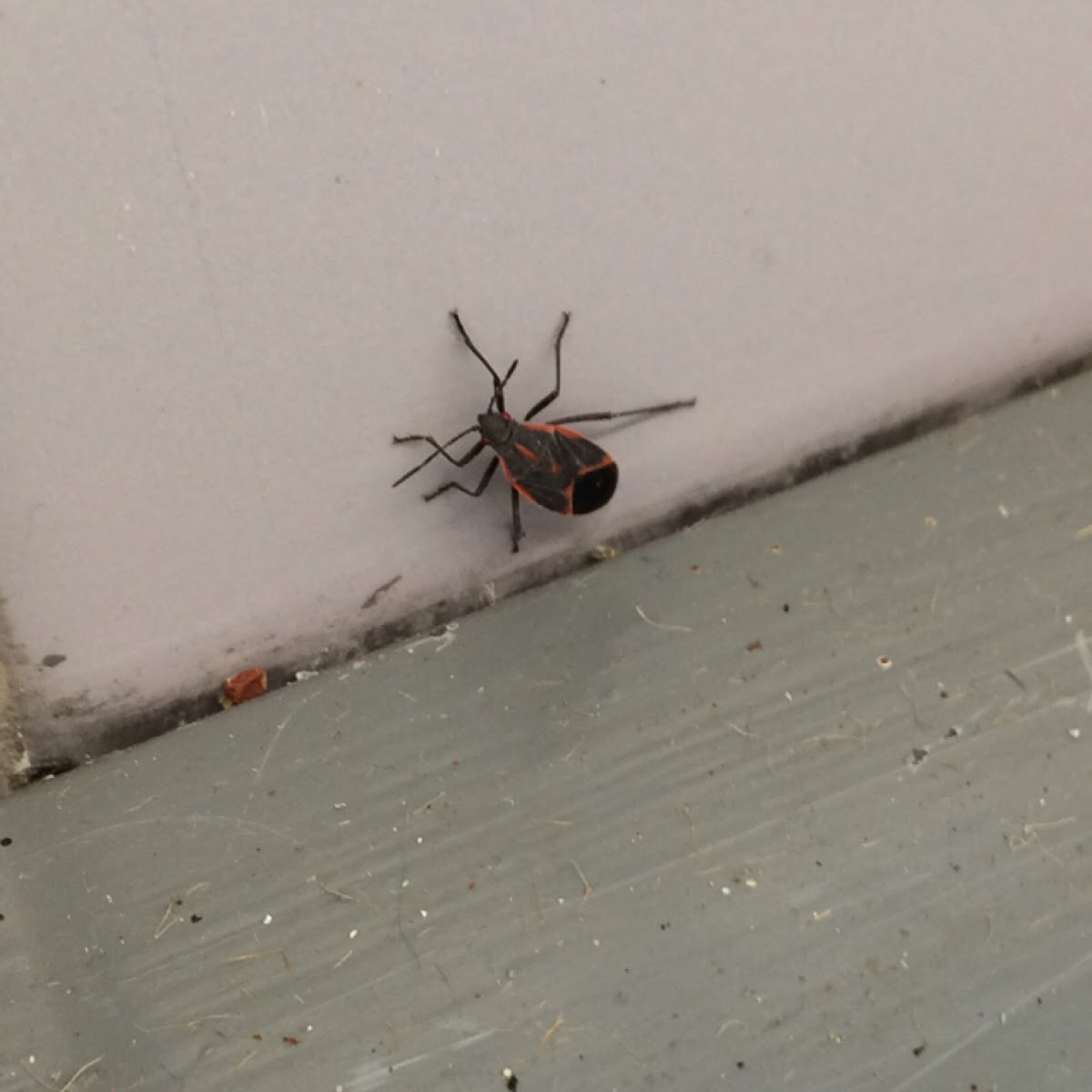 Boxelder Bug