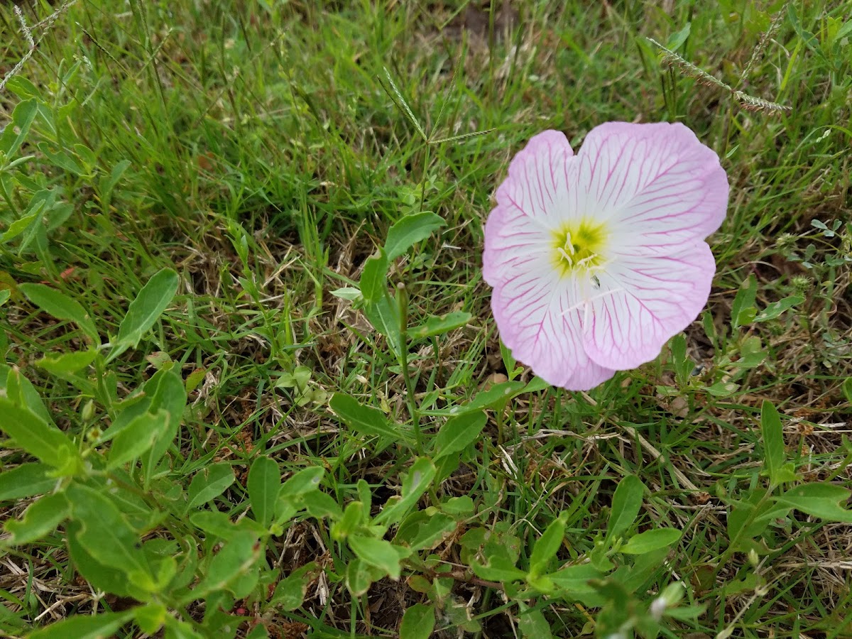 Pink Lady